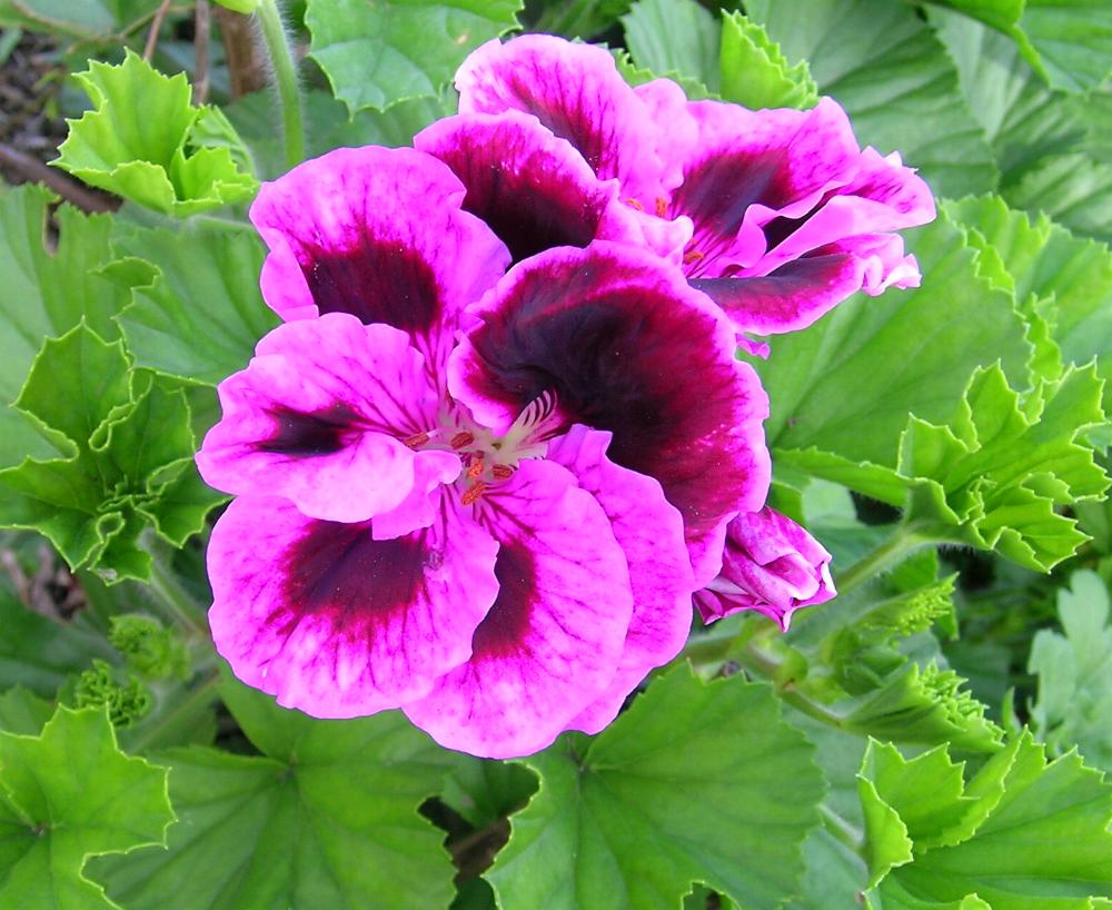 Pelargonium domesticum